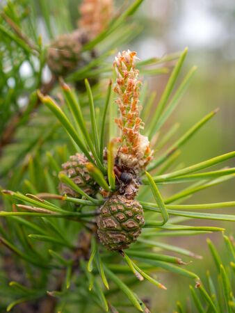 pine branch with green cones in early summerの写真素材