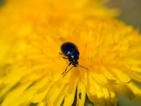 small beetle on a yellow dandelion in spring closeupの写真素材