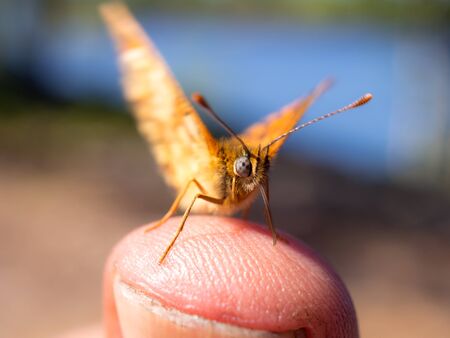 orange butterfly on a finger close upの写真素材