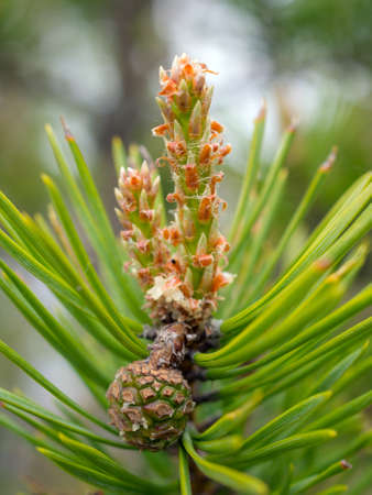 pine branch with green cones in early summerの写真素材