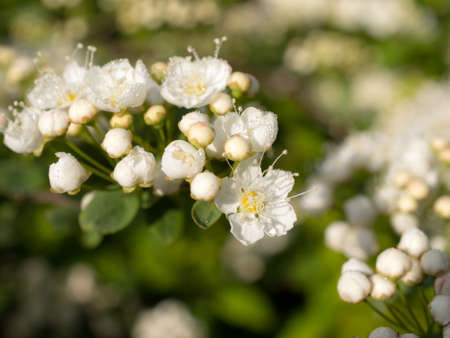 branch of blooming white spirea in spring close up