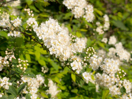 blooming white spirea in spring close up