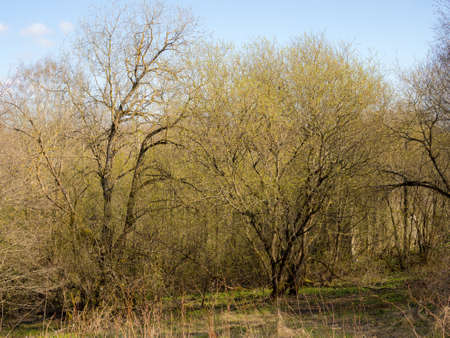 spring landscape with blooming willows on a sunny day