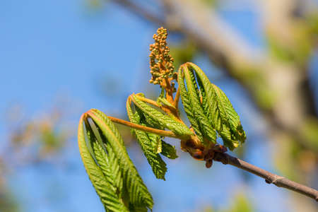 chestnut branch with buds against the spring skyの写真素材