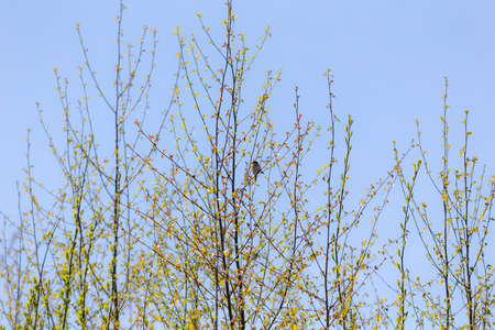nightingale on tree branches with spring foliage
