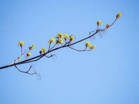 blooming spring maple tree branch against blue sky