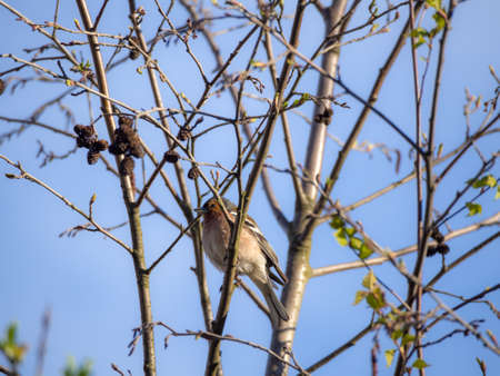 portrait of a chaffinch on the branches of a spring tree
