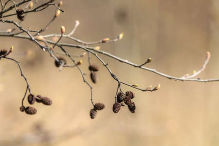 alder branch with buds in spring close upの写真素材