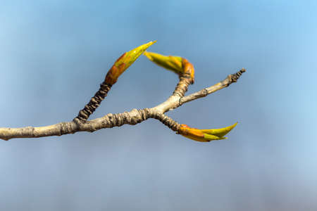 poplar branch with buds in spring close upの写真素材