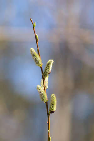 willow branch with buds in the foreground