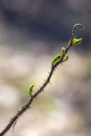 branch of wild rose with green buds in springの写真素材
