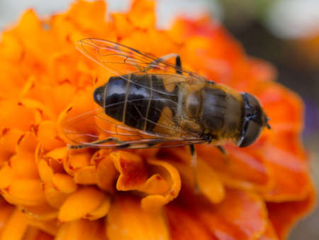 hoverfly on marigolds in the garden close upの写真素材