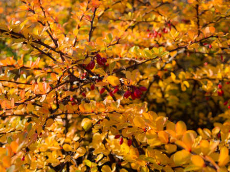 branches of barberry with red berries in autumnの写真素材
