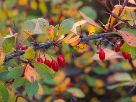 branch of barberry with red berries in autumnの写真素材