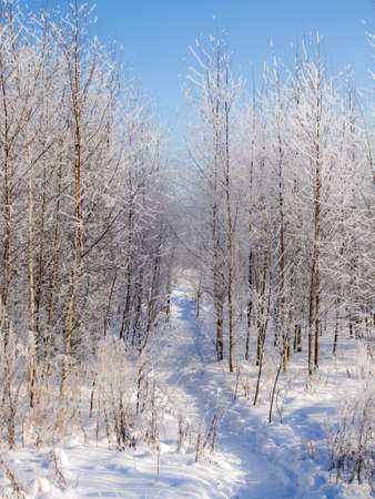 path in a birch grove in cold winterの写真素材