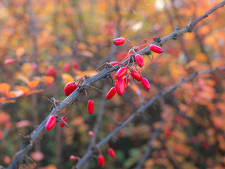 branch of barberry with red berries in autumnの写真素材