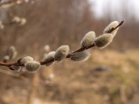 willow branch with buds in spring closeup