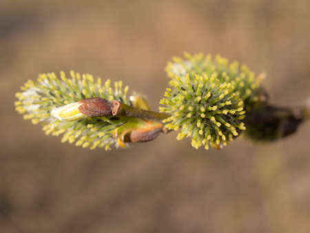 willow branch with green buds in spring closeup