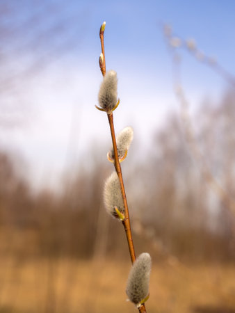 willow branch with buds in spring closeupの写真素材