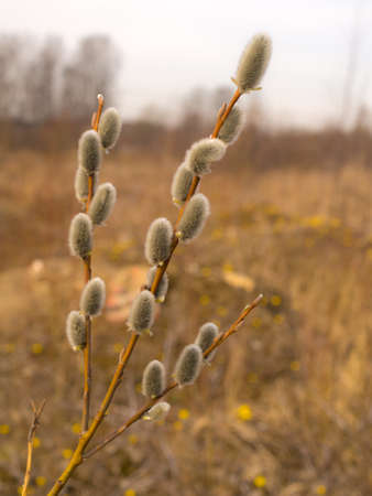 willow branch with green buds in spring