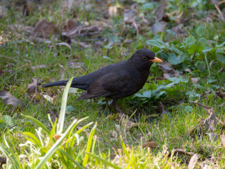 portrait of blackbird on the grass in springの写真素材