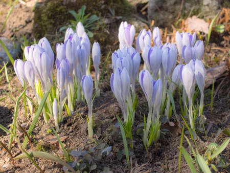 blooming purple crocuses on a spring day