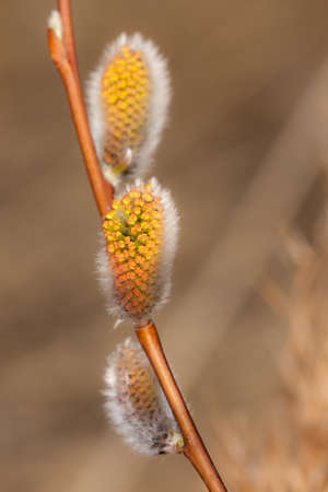 willow buds in spring closeup in the foreground