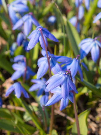 blue snowdrop on a spring day close upの写真素材