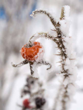 rosehip branch with snow and hoarfrost in winter closeupの写真素材