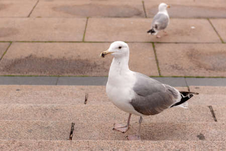 portrait of a seagull on the stepsの写真素材