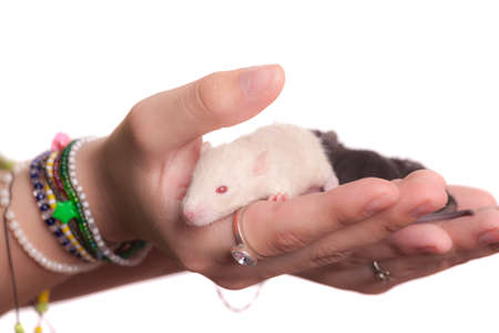 little babies rats on a palm closeupの写真素材
