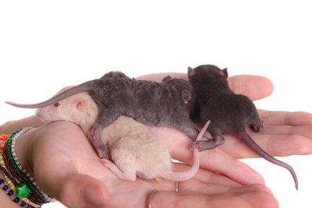 little babies rats on a palm closeupの写真素材