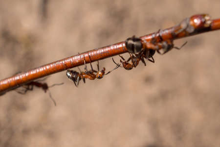red ants on a branch close upの写真素材