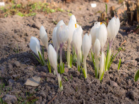 blooming white crocuses on a spring day