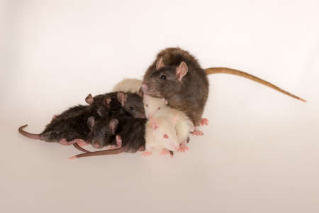 studio portrait of a rat mom and small babies ratの写真素材