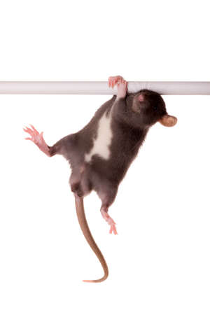 Small baby rat on a horizontal barの写真素材