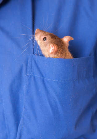 small domestic rat in a shirt pocket