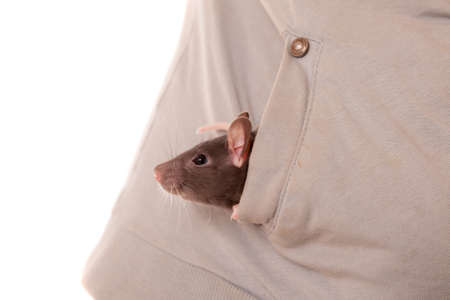 Small baby domestic rat in a pocketの写真素材