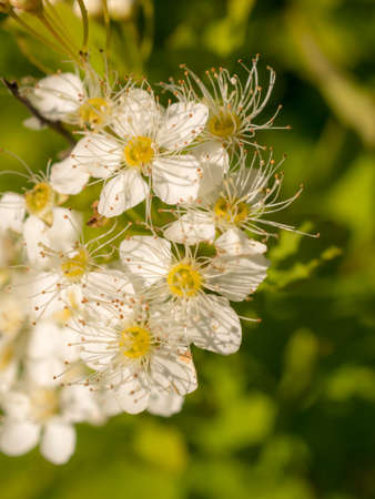 branch of blooming white spirea in spring closeup