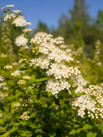branches of blooming white spirea in spring