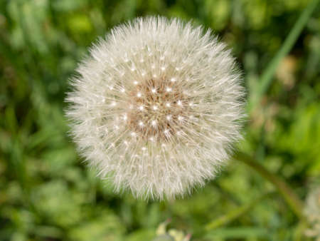white dandelion close up on a summer dayの写真素材