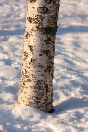 birch trunk on a background of snowの写真素材