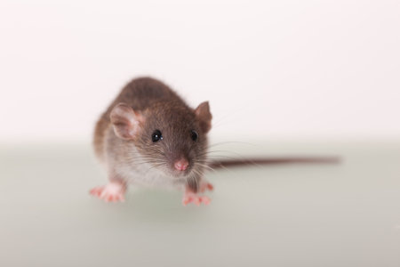 studio portrait of a baby rat close upの写真素材