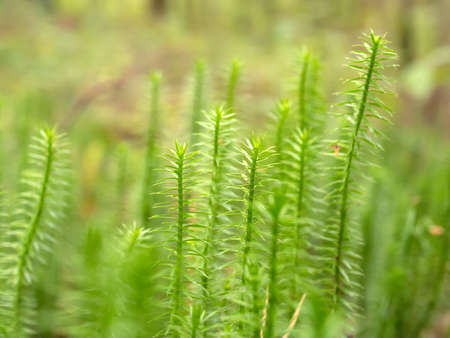 green moss in the forest close upの写真素材
