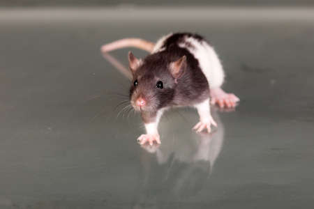 small baby rat on a glass tableの写真素材