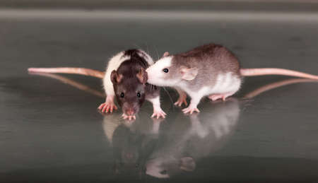 two baby rats on a glass tableの写真素材