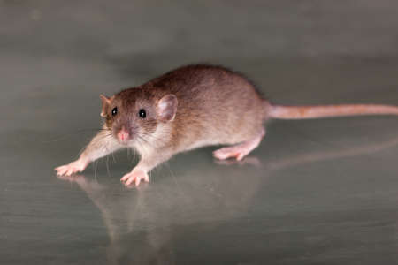 baby brown rat on a glass tableの写真素材