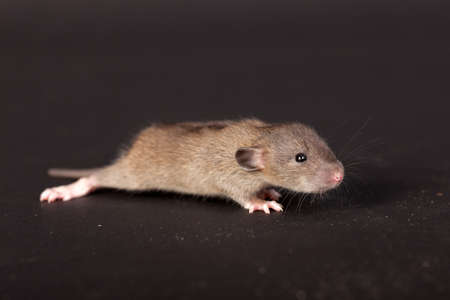 portrait of baby rat on a black backgroundの写真素材