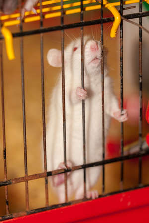 white domestic rat in a cage close upの写真素材