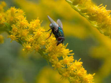 fly on yellow goldenrod flowers close upの写真素材